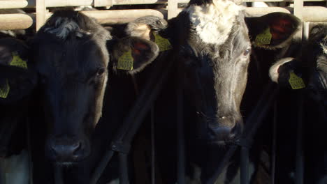 Kühe-In-Einem-Bauernhof.-Milchkühe