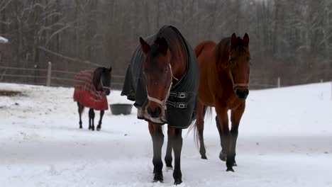 Three-Horses-Walking-Towards-Camera-In-The-Winter-In-4K