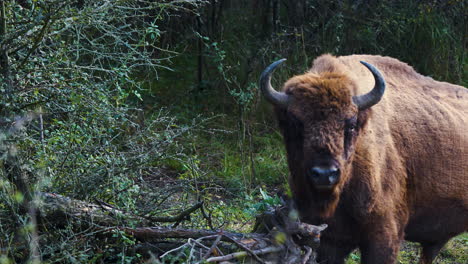 An-angry-european-bison-bull-in-a-forest,scratching-on-branches,Czechia