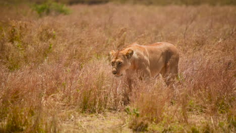 Lion-walking-towards-her-male-companion-in-Serengeti-National-Park,-Tanzania,-handheld-tracking-shot