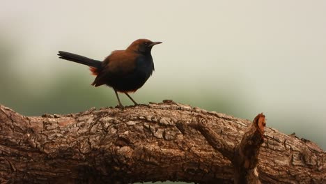 Indian-Robin-in-tree-mp4-4k-Video-.