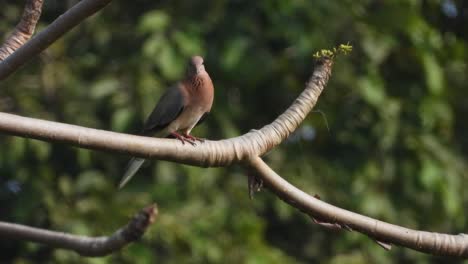 Laughing-dove-in-tree-.