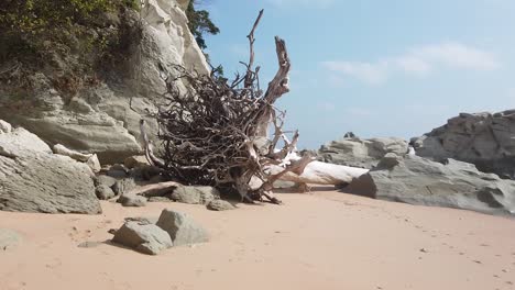 A-tree-weathered-by-the-seasons-after-falling-down-in-a-typhoon-has-three-wild-dogs-playing-around-it-on-the-golden-sand-with-clear-water-and-a-deserted-beach-as-backdrop