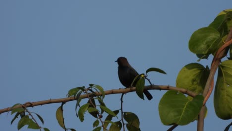 Indischer-Rotkehlchenvogel-Im-Baum