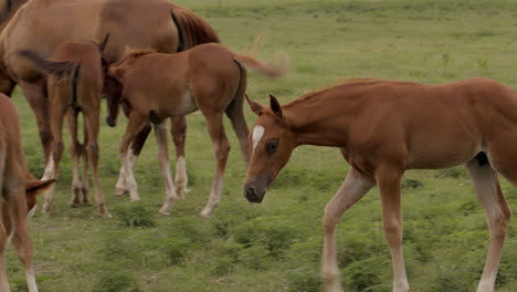 An-adorable-young-colt-grazes-amongst-other-mares-and-colts-in-a-field
