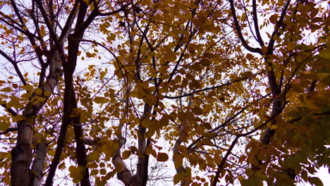 Silhouette-Orangefarbener-Blätter,-Die-Während-Der-Herbstsaison-Im-Wind-Wehen,-Nahaufnahme-An-Einem-Bewölkten-Tag,-Filmisch