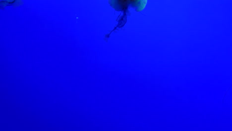 Multi-colored-jellyfish-swimming-appearing-in-and-out-of-frame-1