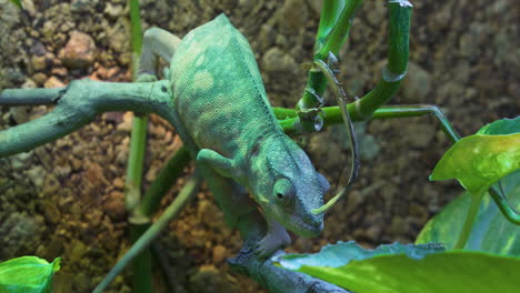 Camaleón-Pantera-O-Furcifer-Pardalis-Es-Una-Especie-De-Camaleón-Que-Se-Encuentra-En-Madagascar