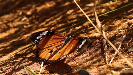 Mariposa-Encontrando-Sombra-Del-Sol-Del-Desierto