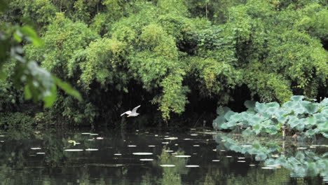Slow-Motion-Heron-flying-over-pond,-China