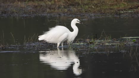 Great-egret-eating-fish-on-pond-area-