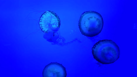 Multi-colored-jellyfish-swimming-appearing-in-and-out-of-frame