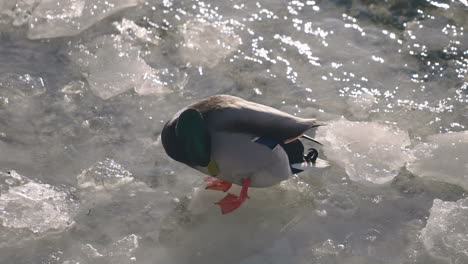 Mallard-Duck-On-Ice-In-Lake-Preening-Feathers-In-Canada