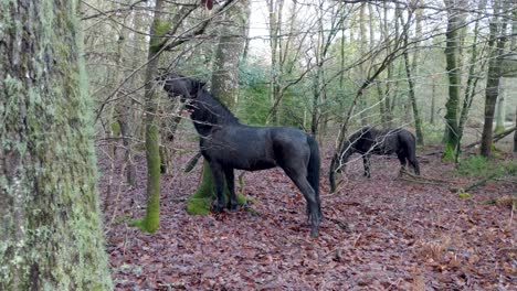 Wild-horses-in-the-forest-eating-leaves-and-branches-from-the-trees