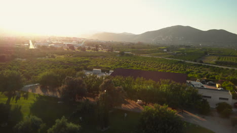 Aerial-view-of-treelined-fields-at-sunset-in-Denia,-Alicante,-Spain,-wide-angle-backward-shot