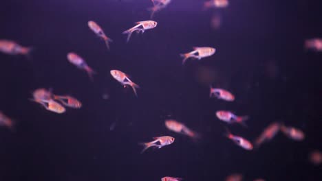 School-of-tiny-Minos-swimming-around-in-freshly-laid-aquarium-fish-tank