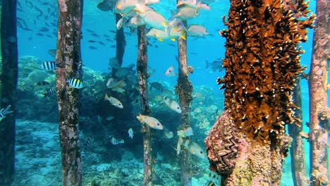 Tropical-fish-hiding-under-a-jetty