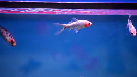 Shubunkin-fish-swimming-backward-and-forward-randomly-through-the-frame-in-their-freshly-set-aquarium-tank