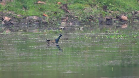 A-bronze-winged-jacana-swimming-in-a-lake-in-the-daytime