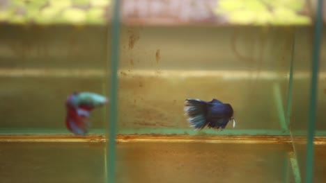 Siamese-fighting-fish-swimming-aggressively-in-their-tiny-little-tanks-2
