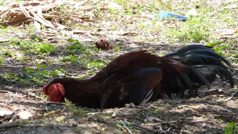 Male-chicken-taking-a-nap