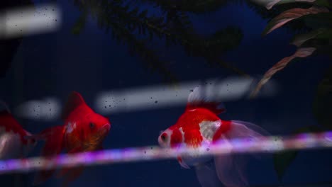 Ryukin-Fisch,-Der-Kürzlich-In-Ein-Aquarium-Gelegt-Wurde