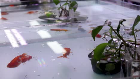 Open-fresh-water-fish-tank-aquarium-displayed-in-retail-store