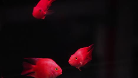 Lebendige-Diskusfische-Im-Tropischen-Süßwasseraquarium