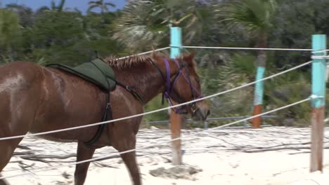 Pferd-Am-Strand-Von-Half-Moon-Cay-Island,-Bahamas