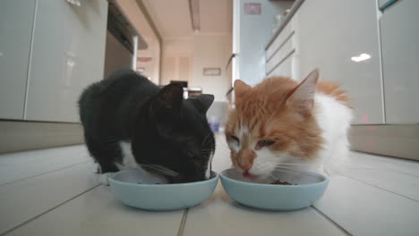 Dos-Gatos-Masticando-Felizmente-Sus-Tazones-De-Comida