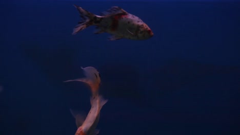 Shubunkin-fish-swimming-randomly-in-and-out-of-frame,-backward-and-forward-through-frame-in-it's-freshly-set-aquarium-tank-1