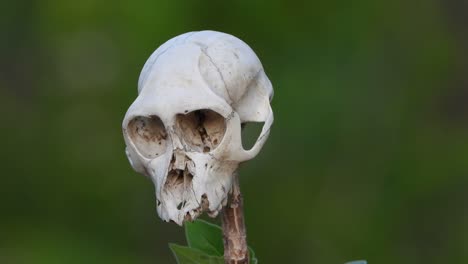 Monkey-scull-close-up-view-