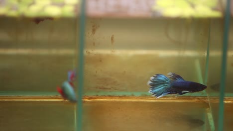 Siamese-fighting-fish-swimming-aggressively-in-their-tiny-little-tanks-1