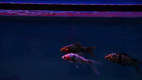 Shubunkin-fish-swimming-backward-and-forward-through-frame-in-it's-freshly-set-aquarium-tank-1