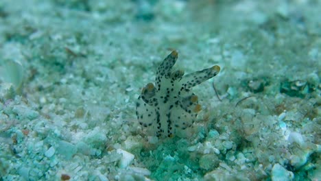 Beautiful-Spotted-Thecacera-Pacifica-Pokemon-Nudibranch-Shows-Rhinophores