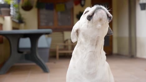 Close-up-of-beautiful-white-boxer-dog-barking-indoors