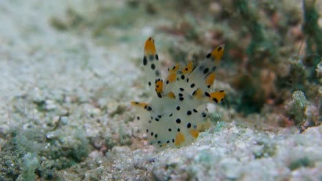 Beautiful-Spotted-Thecacera-Pacifica-Pokemon-Nudibranch-Sways-in-Current