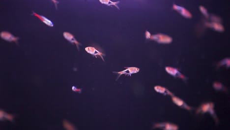 School-of-Minos-swimming-randomly-in-fresh-water-aquarium-fish-tank
