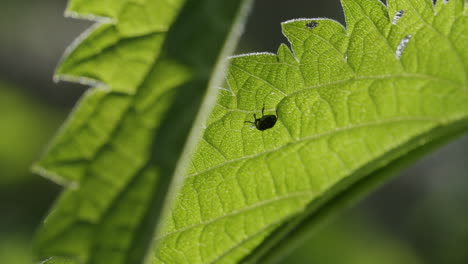 Detail-shot-nettle-weevil-bug-eating-leaf-on-stinging-nettle