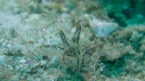 Black-Spotted-Thecacera-Pacifica-Pikachu-Nudibranch-Sways-in-Sea-Current