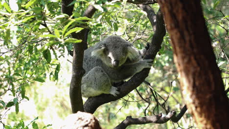 Wunderschöner-Koala,-Der-Auf-Ästen-Im-Taronga-Zoo-In-Australien-Ruht---Nahaufnahme