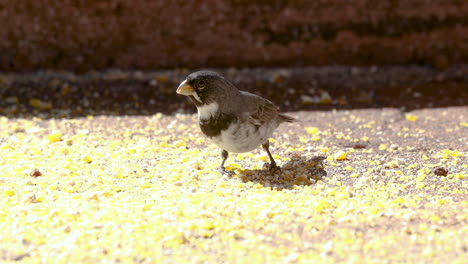 Birds-eating-ground-corn-in-a-feeder