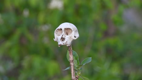 Monkey-scull-in-forest-