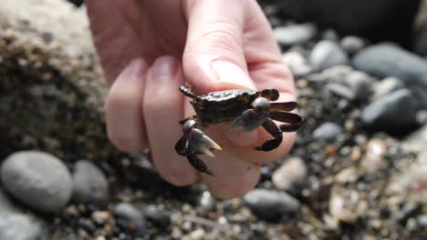 Small-crab-being-held-and-examined