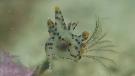 Spotted-Pikachu-Nudibranch-Extends-Patterned-Cerata-into-Water-Current