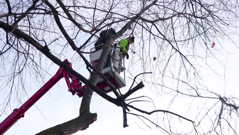 Operators-In-Man-Lift-Cherry-Picker-Tree-Branch-Clean-Up-Tree-Cleanup