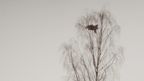 White-tailed-sea-eagle-crash-lands-on-a-tree-in-Sweden,-slow-motion-wide-shot