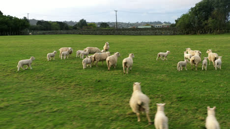 Sheep-running-in-the-park