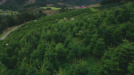 Lush-Green-Christmas-Fir-Tree-Cultivation-On-A-Mountain-Hill
