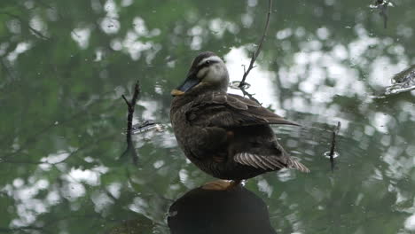 Eastern-Spot-Billed-Duck-Standing-In-One-Leg-While-Grooming-Itself-On-Swamps